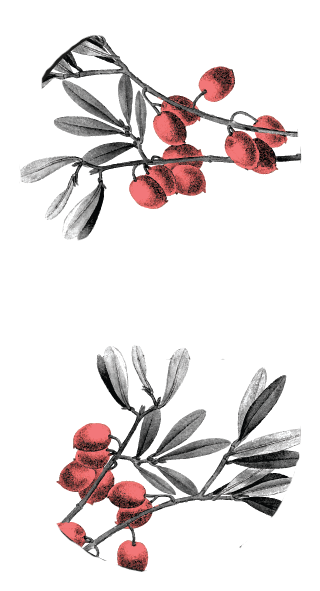 Aromas de Jazmín